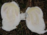 Amanita vernicoccora image