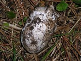 Amanita vernicoccora image