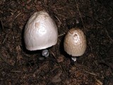 Panaeolus semiovatus image