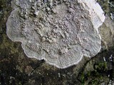 Pertusaria plittiana image