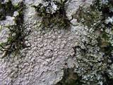 Pertusaria plittiana image