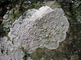 Pertusaria plittiana image