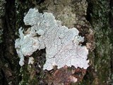 Varicellaria velata image