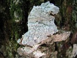 Varicellaria velata image