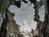 Varicellaria velata image