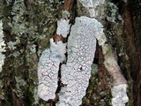 Varicellaria velata image