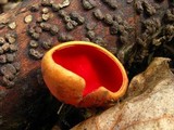 Sarcoscypha austriaca image