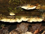 Trametopsis cervina image