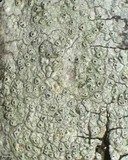 Pertusaria pustulata image