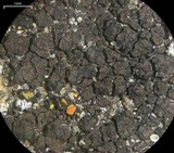 Verrucaria nigrescens f. nigrescens image