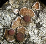 Psora pseudorussellii image