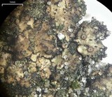 Endocarpon pusillum image