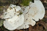 Trametes gibbosa image