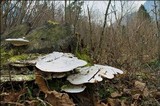 Trametes gibbosa image