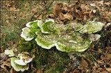 Trametes gibbosa image