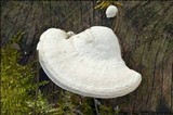 Trametes gibbosa image