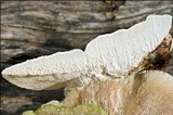 Trametes gibbosa image