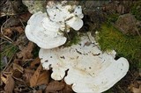Trametes gibbosa image