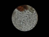 Mycena purpureofusca image
