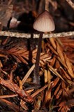 Mycena purpureofusca image