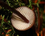 Mycena purpureofusca image