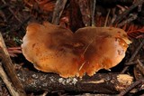 Cystoderma amianthinum image
