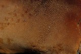 Cystoderma amianthinum image