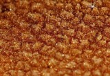 Cystoderma amianthinum image