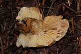 Cystoderma amianthinum image