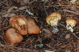Suillus caerulescens image