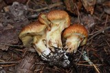 Suillus caerulescens image