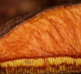 Suillus lakei image