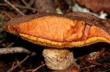 Suillus lakei image