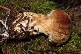 Suillus lakei image