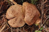 Suillus lakei image