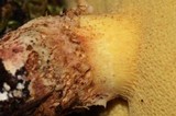 Suillus lakei image