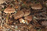 Suillus lakei image