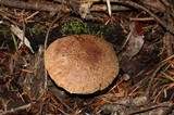 Suillus lakei image