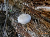 Pluteus longistriatus image
