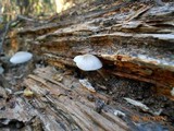 Pluteus longistriatus image