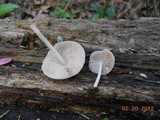 Pluteus longistriatus image