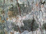 Pyrenula pseudobufonia image