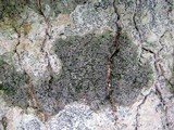 Pyrenula pseudobufonia image