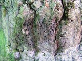 Pyrenula pseudobufonia image