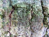 Pyrenula pseudobufonia image