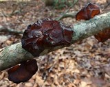 Exidia recisa image