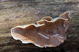 Gloeoporus dichrous image