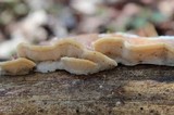 Gloeoporus dichrous image