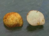 Rhizopogon ochraceorubens image