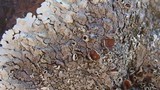 Xanthoparmelia cumberlandia image
